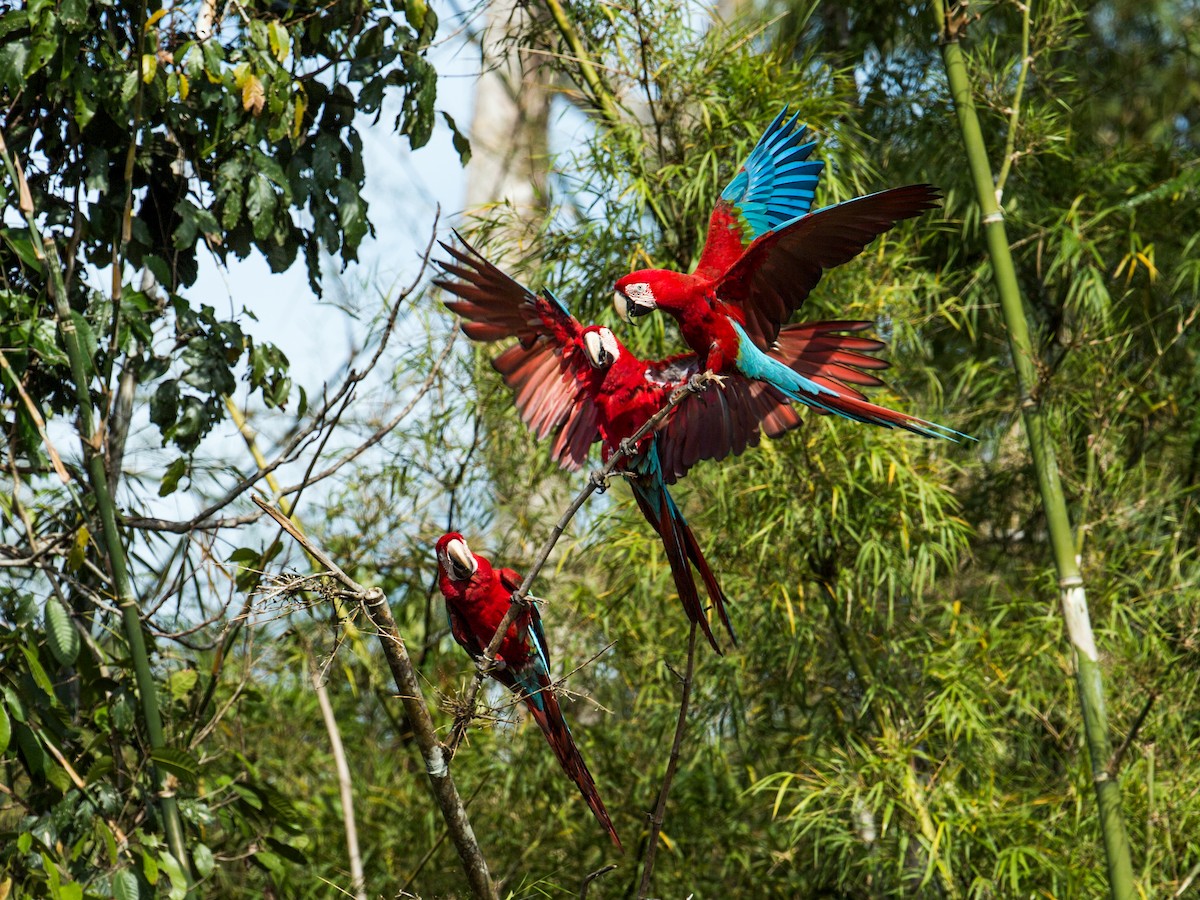 Red-and-green Macaw - ML141737601