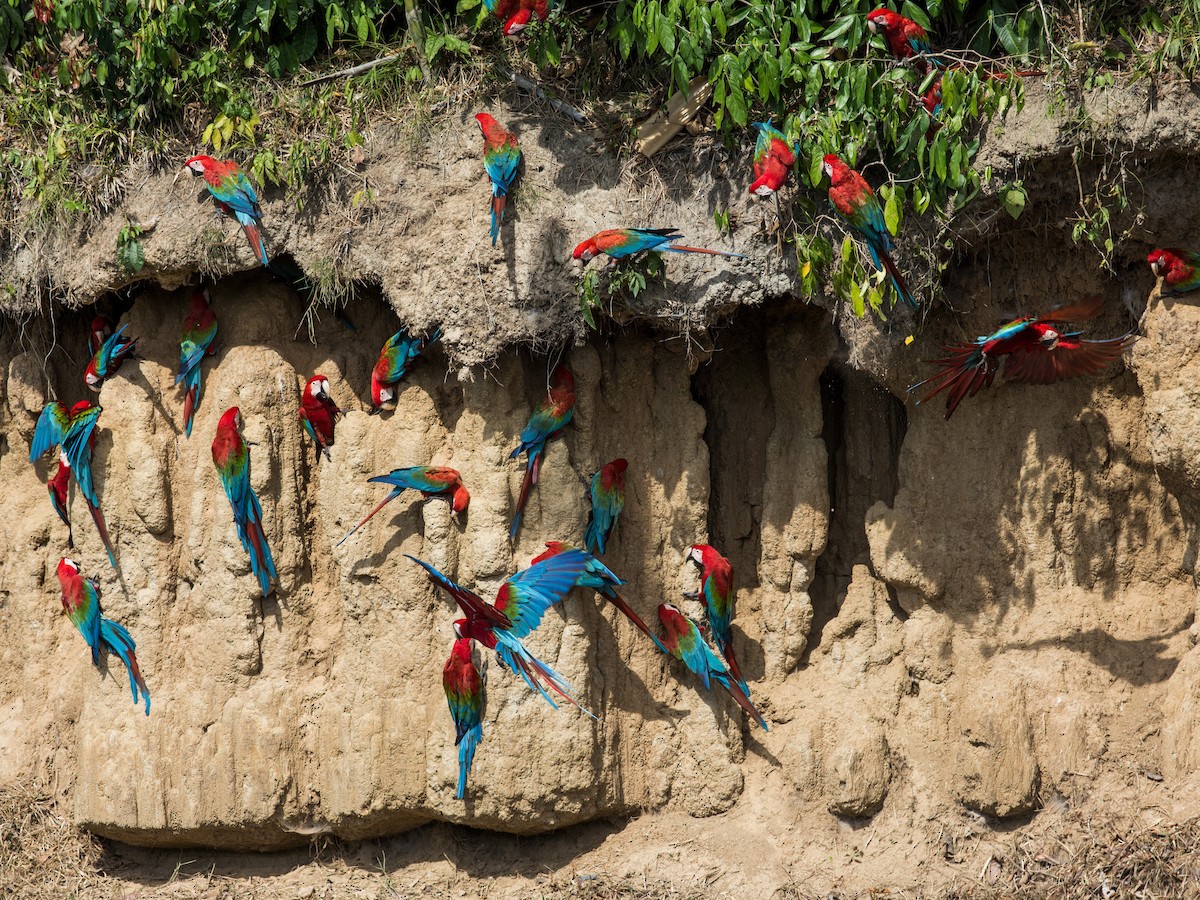 Red-and-green Macaw - ML141737651