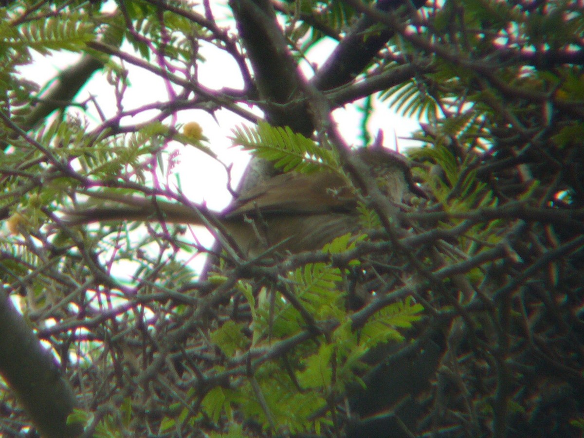 Great Spinetail - ML141737821