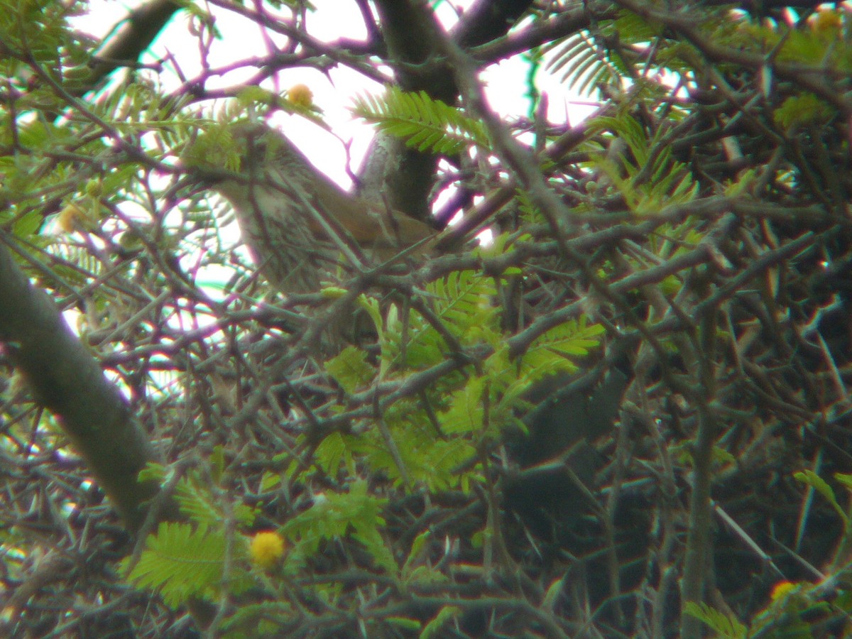 Great Spinetail - ML141737831