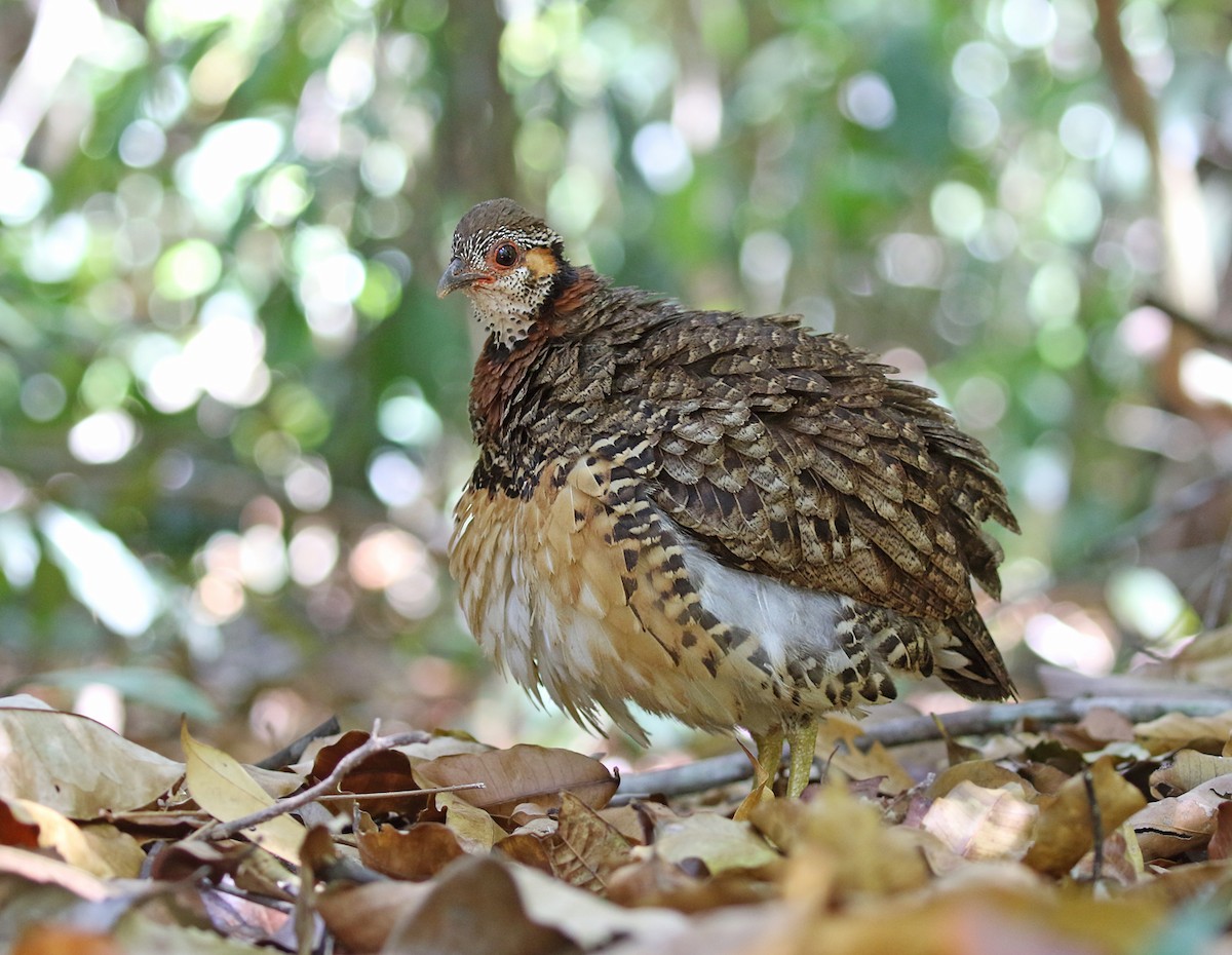 Chestnut-necklaced Partridge - Dave Bakewell