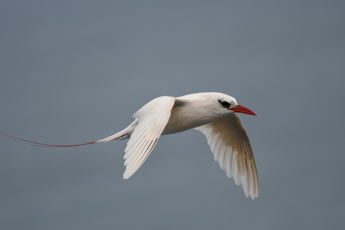 Red-tailed Tropicbird - ML141738311