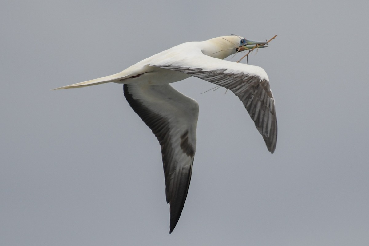 Red-footed Booby - ML141738431