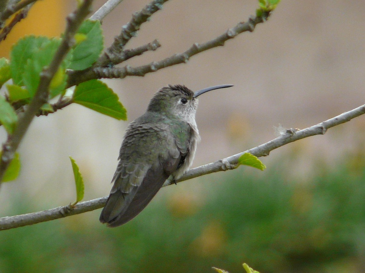 Spot-throated Hummingbird - ML141738521