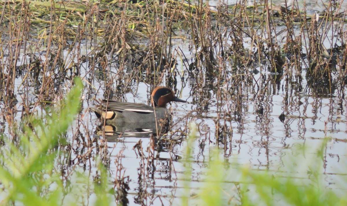Green-winged Teal - ML141738841