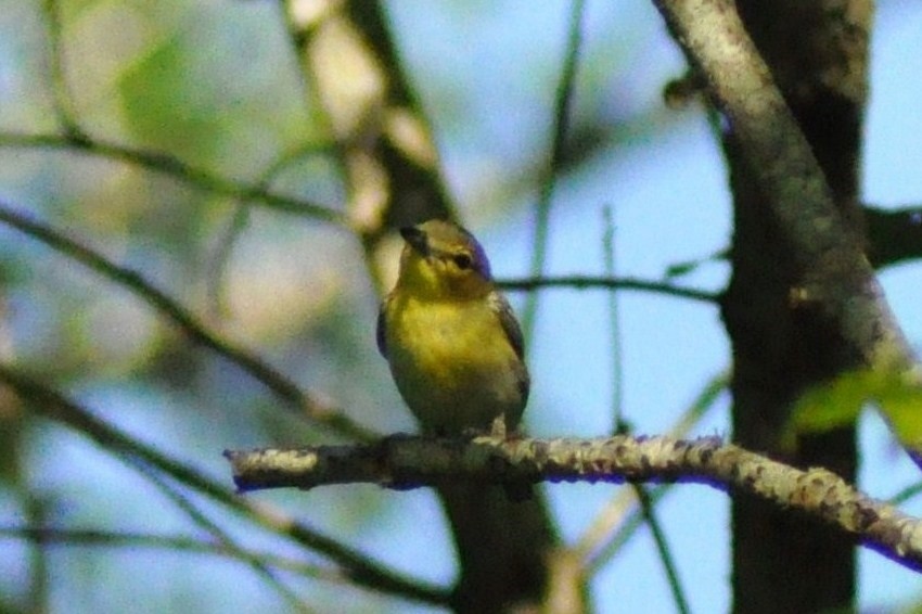 Yellow-throated Vireo - Tommie Rogers