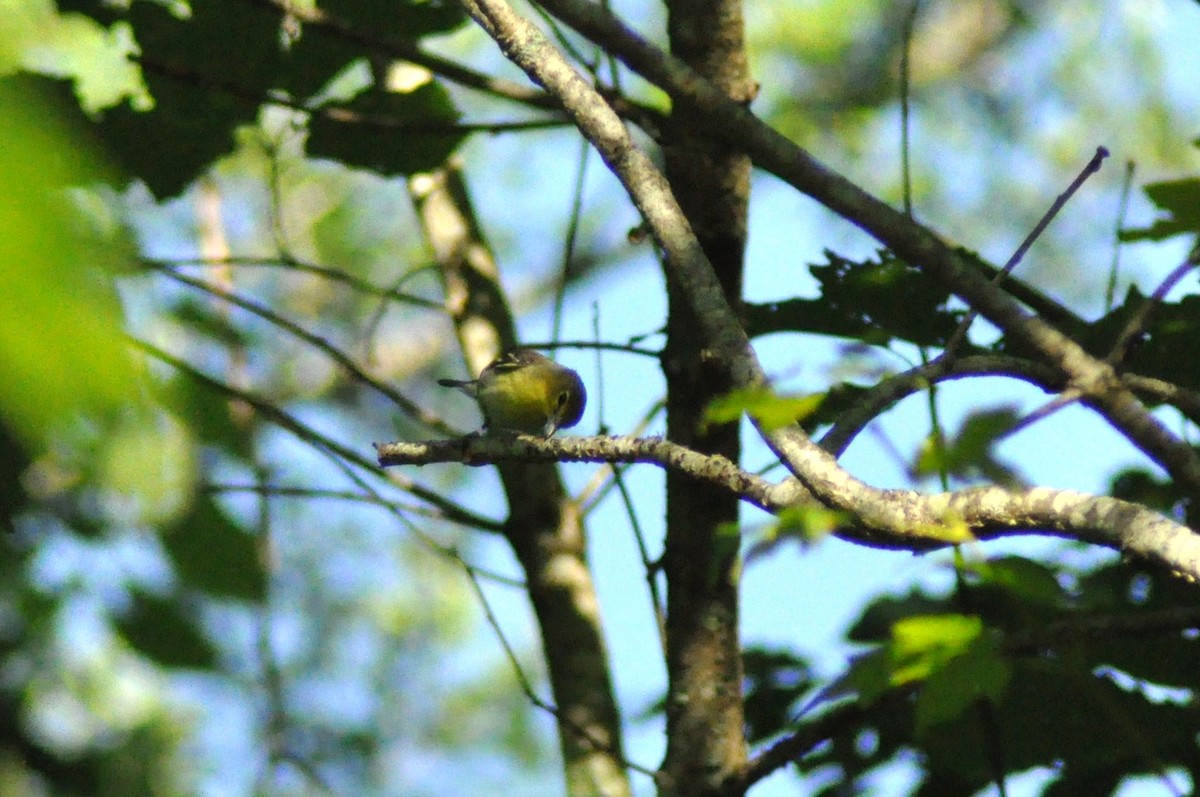 Yellow-throated Vireo - Tommie Rogers