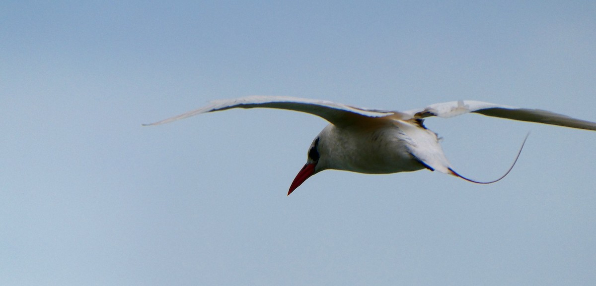 Red-tailed Tropicbird - Steve Summers