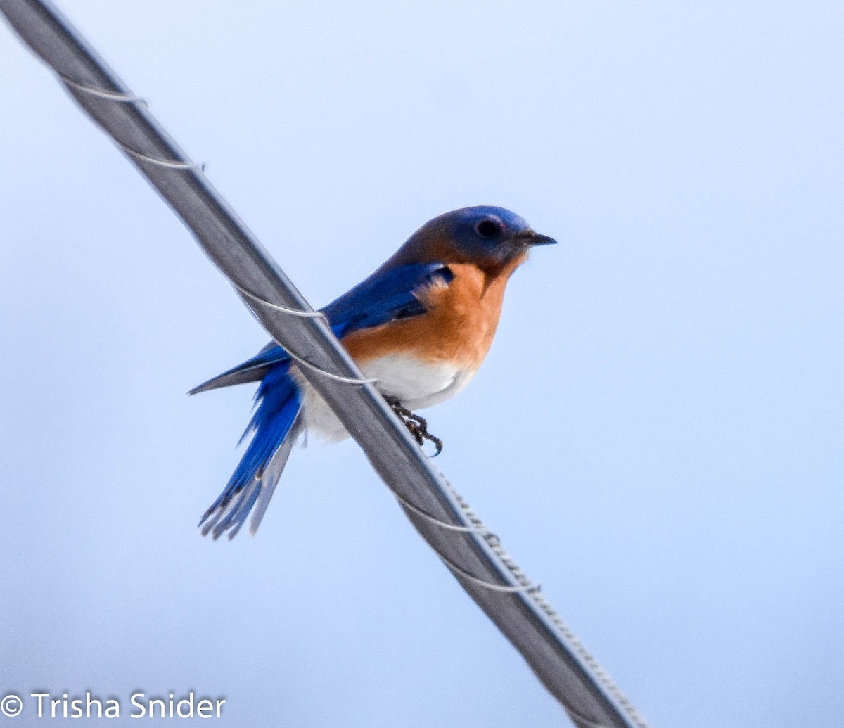 Eastern Bluebird - Trish Snider