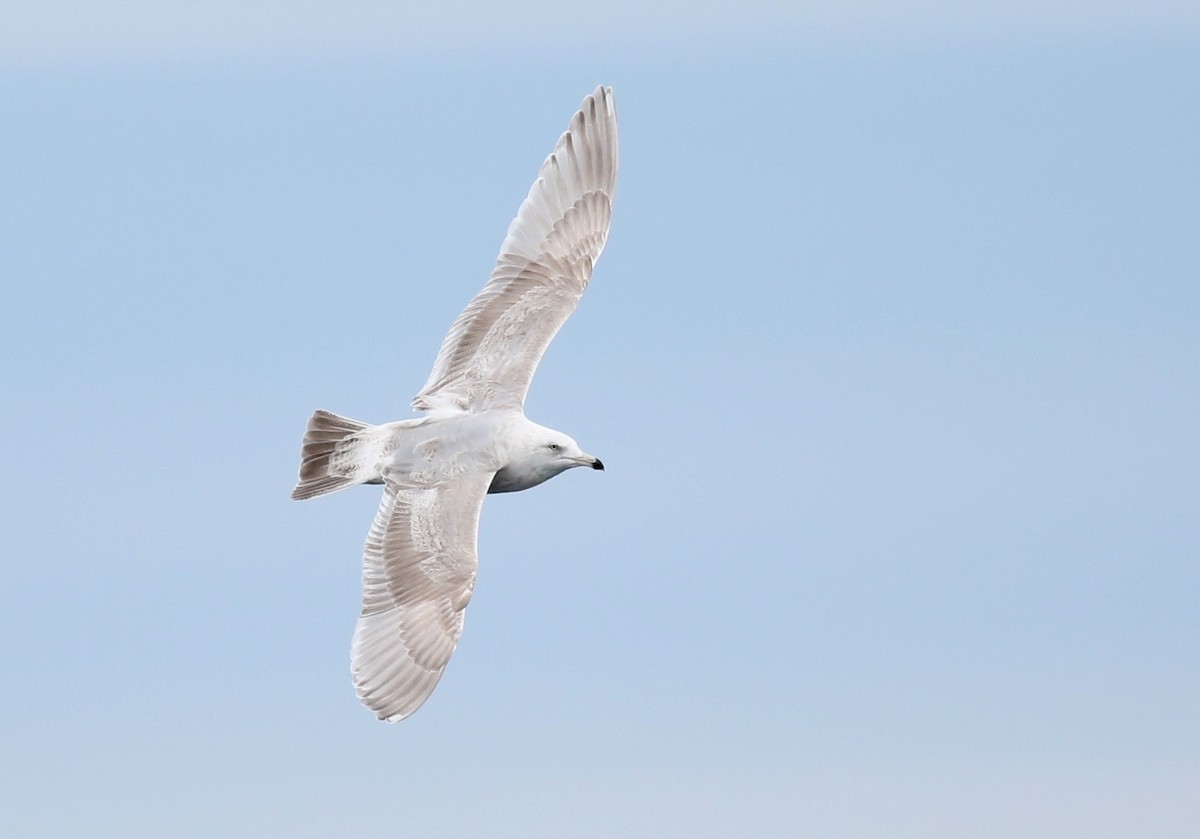 ML141743441 Herring x Glaucous Gull (hybrid) Macaulay Library