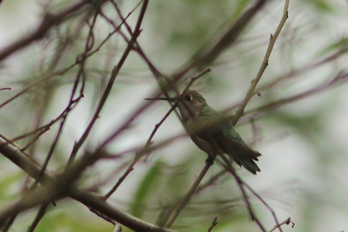 Ruby-throated Hummingbird - Oscar Johnson
