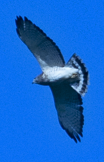 Broad-winged Hawk - johnny powell