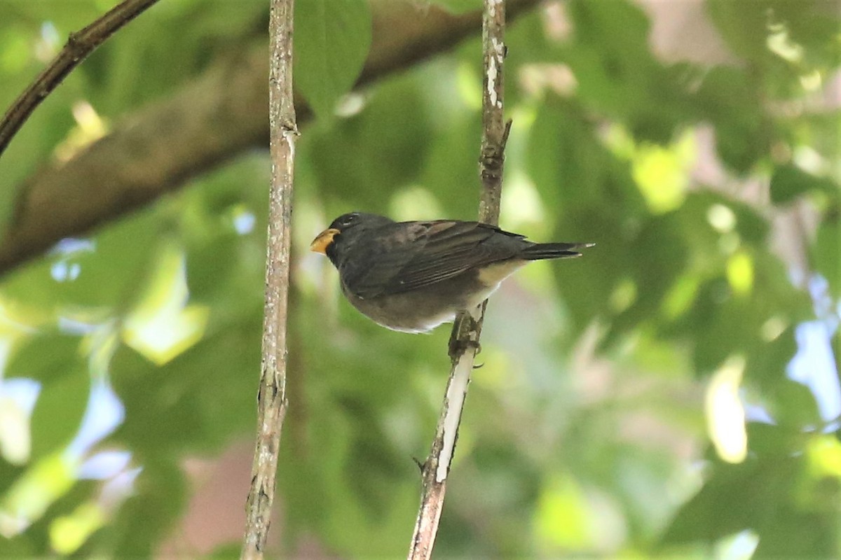 Slate-colored Seedeater - Charles Davies