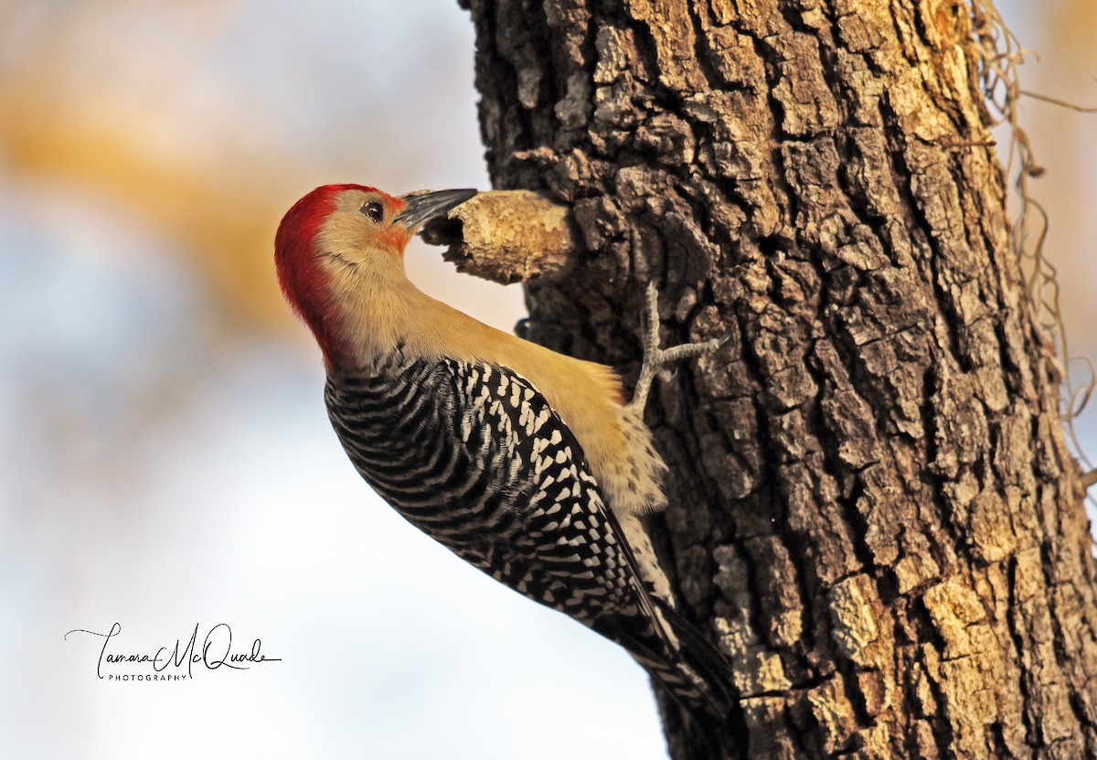 Red-bellied Woodpecker - ML141746231