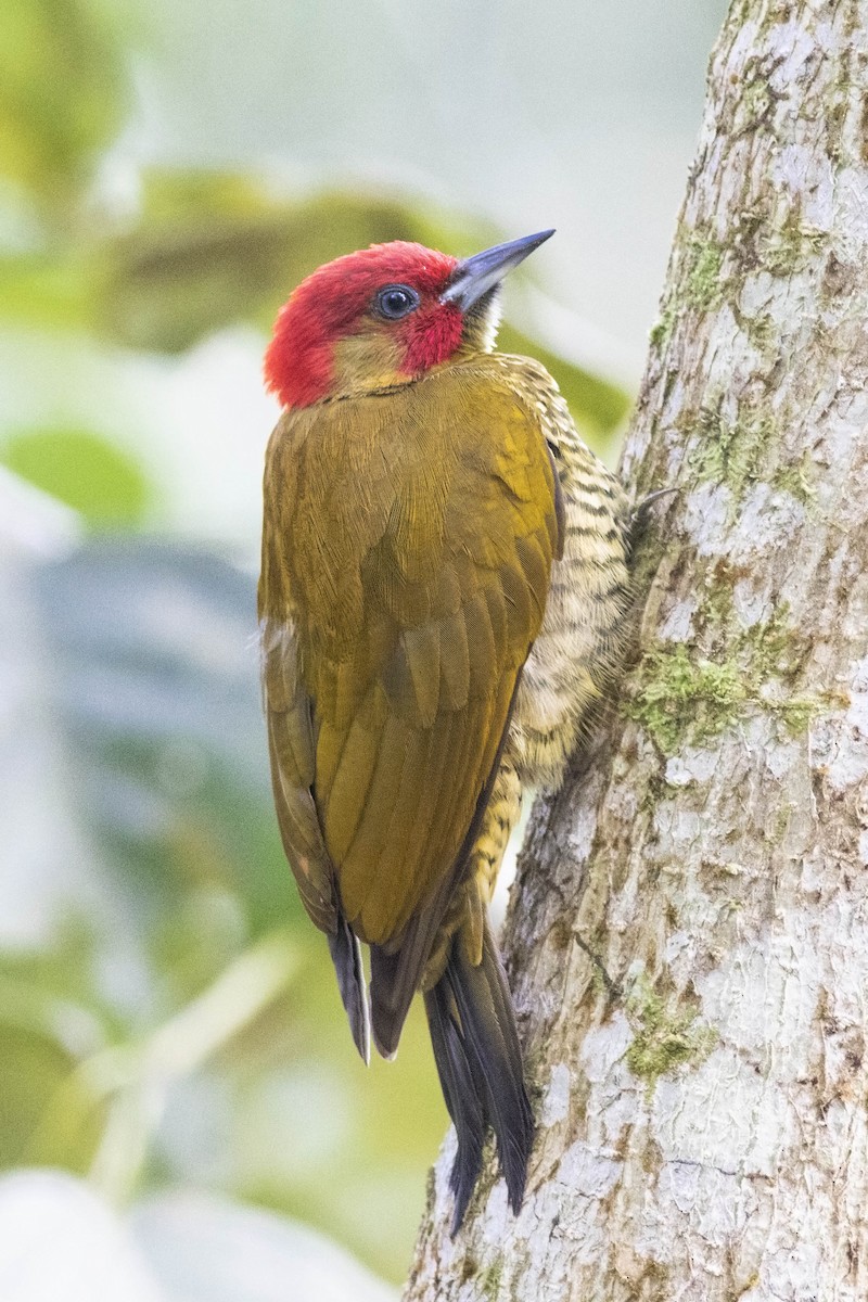 Rufous-winged Woodpecker - ML141746491