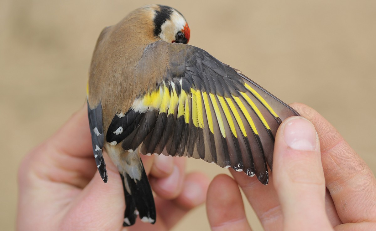 European Goldfinch - Adrien Mauss