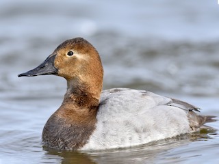 オオホシハジロ - eBird