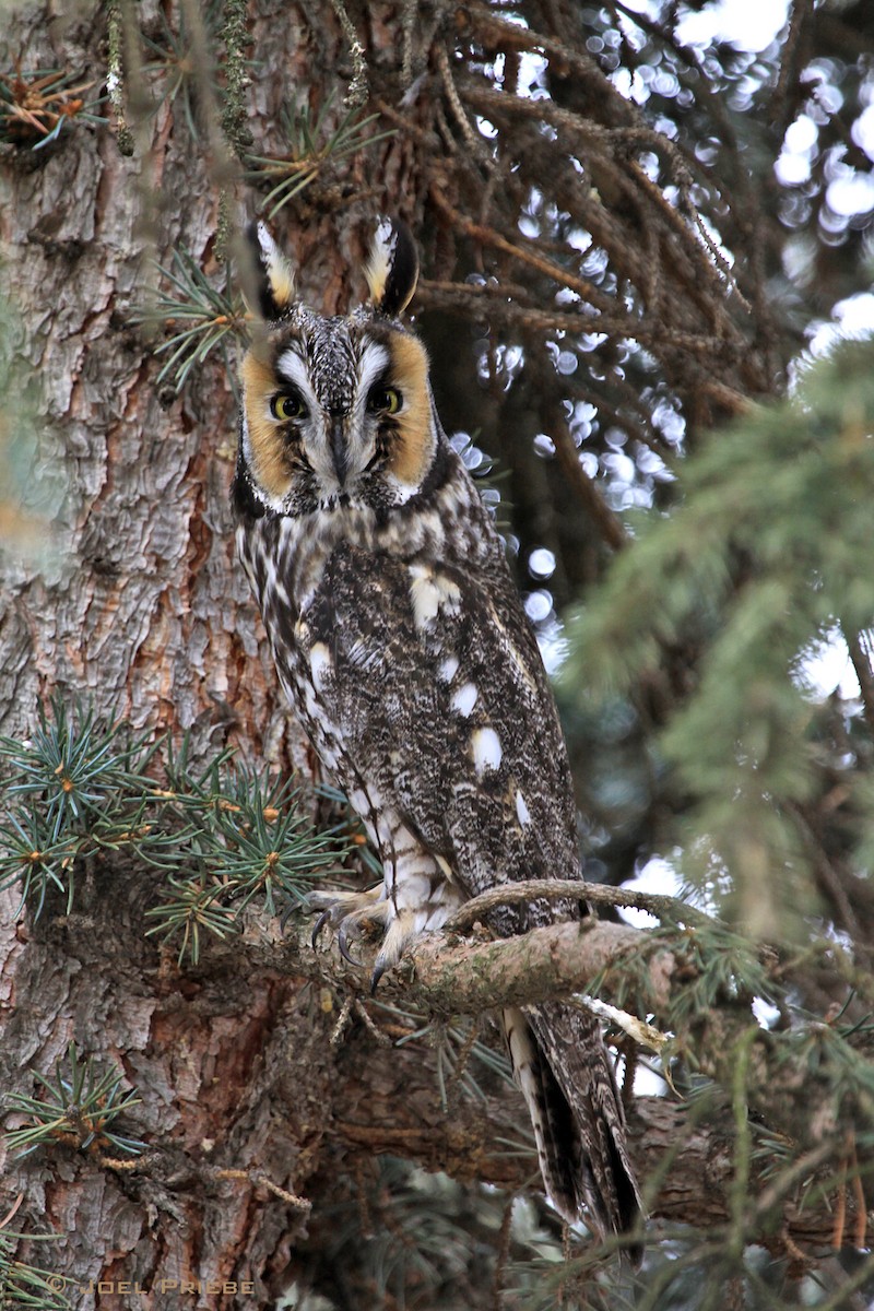 Long-eared Owl - Joel Priebe