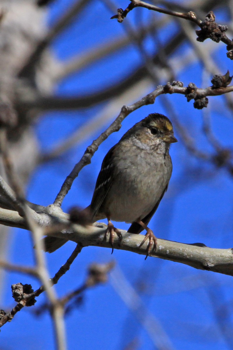 Golden-crowned Sparrow - Joel Priebe