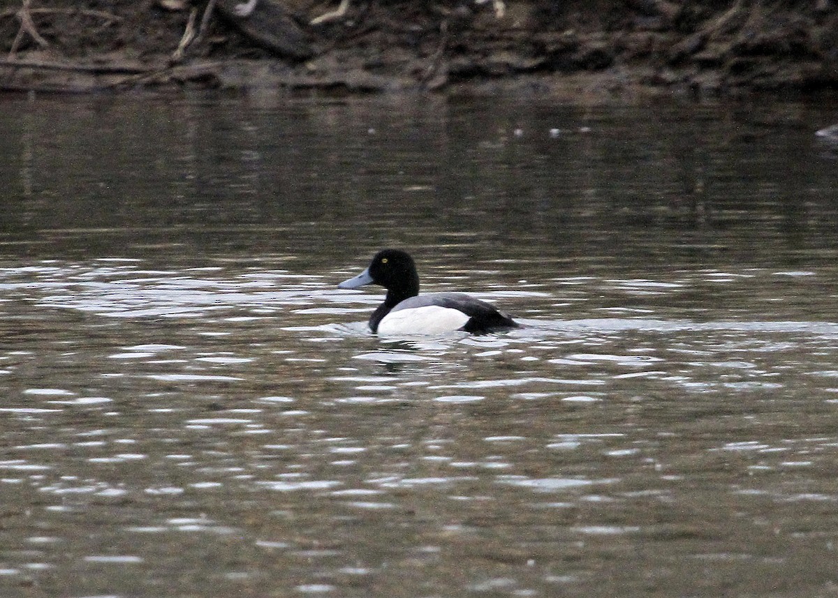 Greater Scaup - N. Wade Snyder
