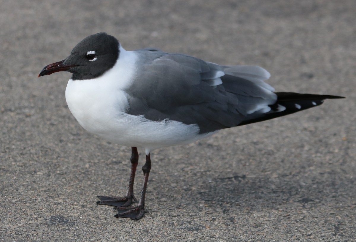 Laughing Gull - Philip Andescavage