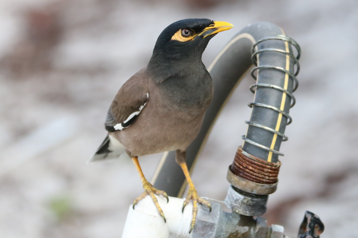 Common Myna - Philip Andescavage
