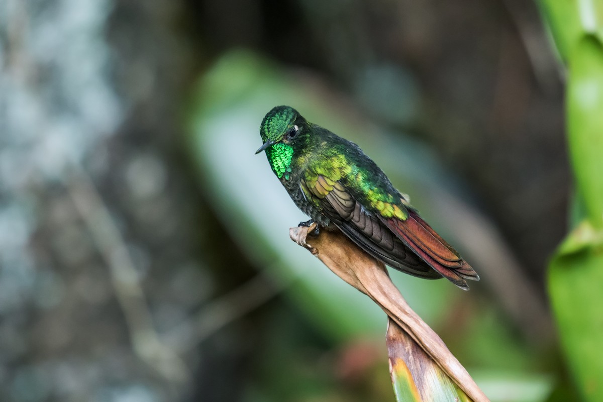 Tyrian Metaltail (Tyrian) - ML141754011
