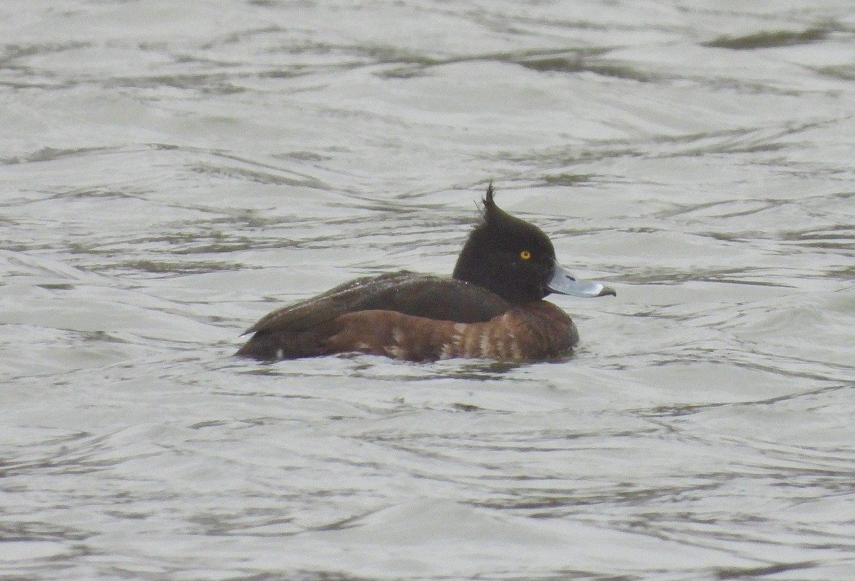 Tufted Duck - Marie Furnish