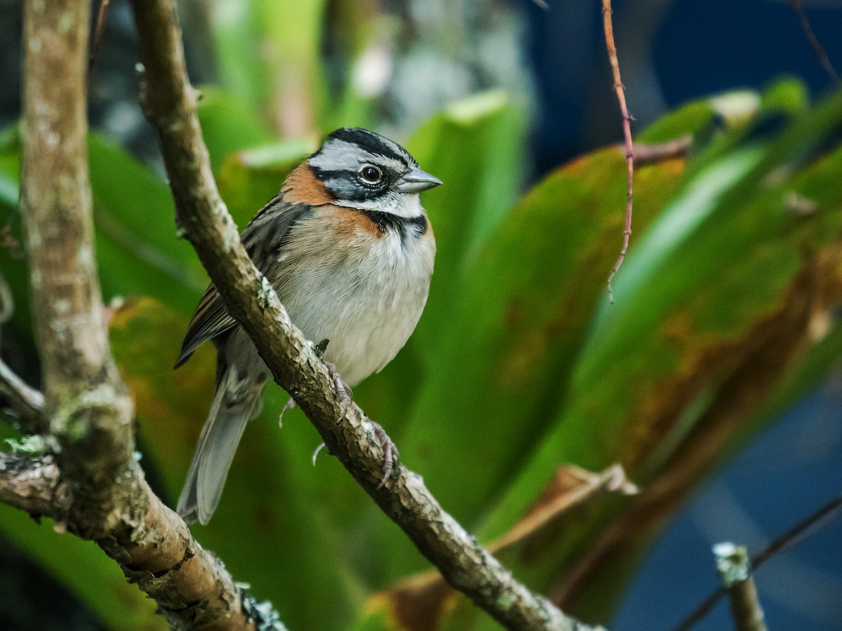 Rufous-collared Sparrow - ML141755861