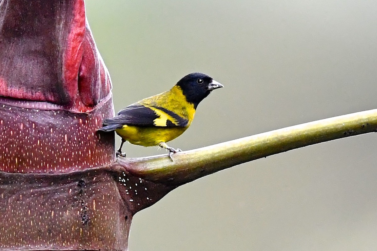 Olivaceous Siskin - ML141755901