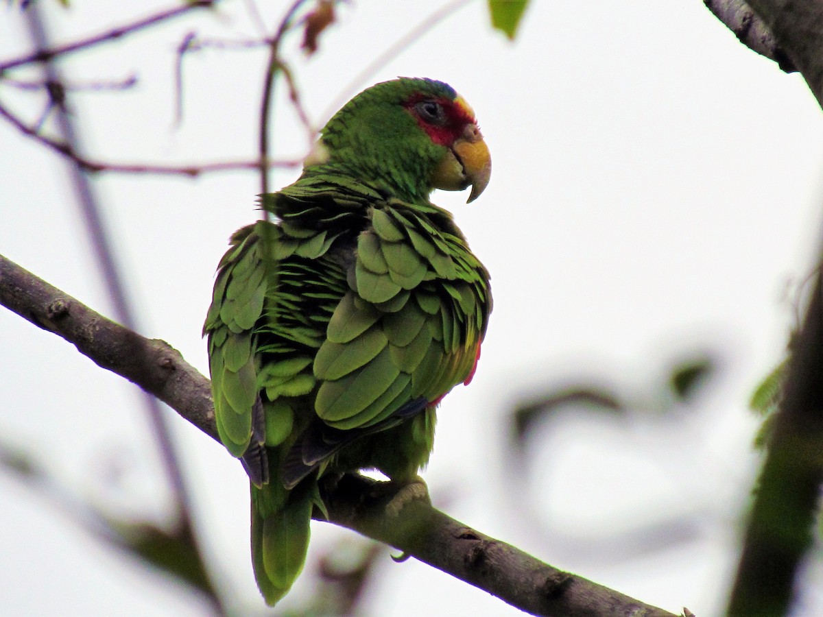 White-fronted Parrot - ML141756361