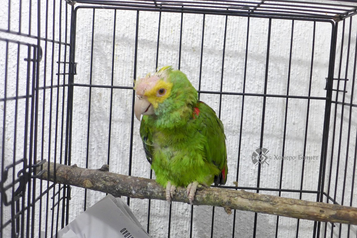 Yellow-headed Parrot - Bennet Homero