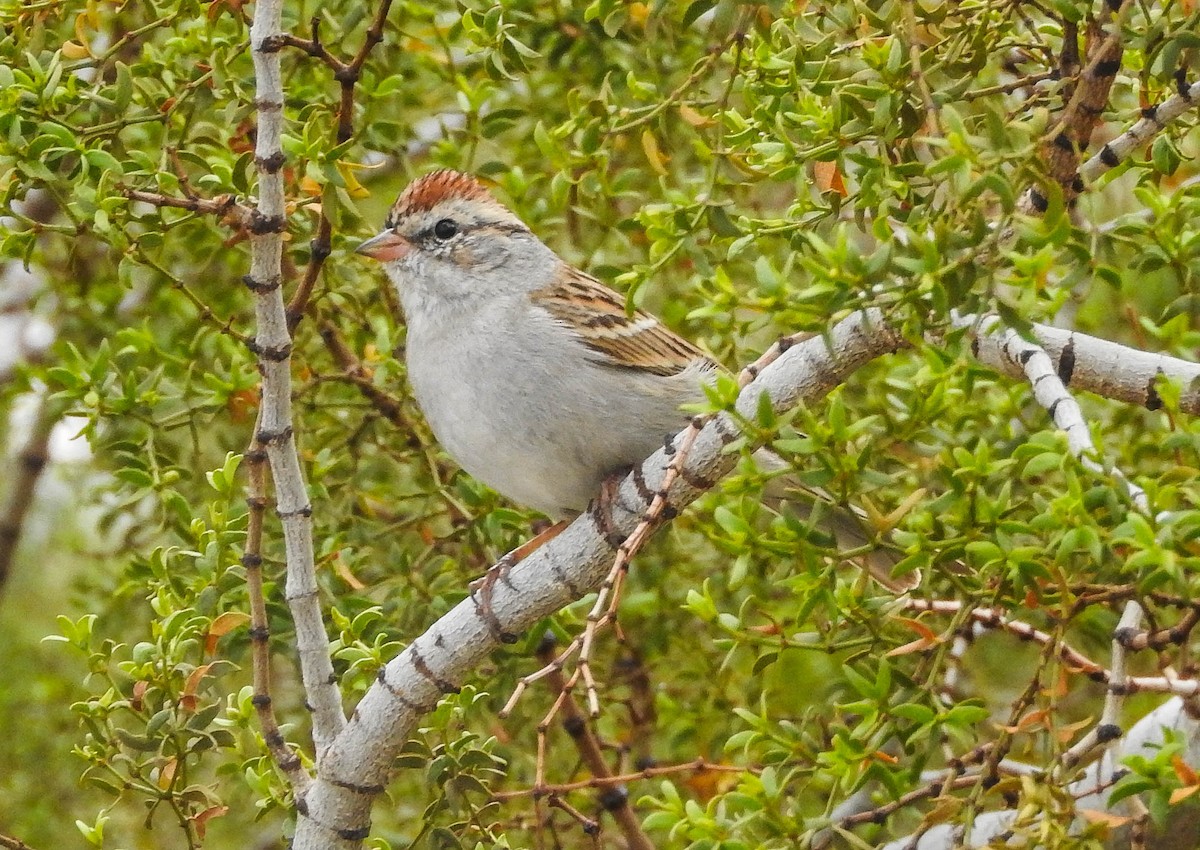 Chipping Sparrow - Charity Hagen