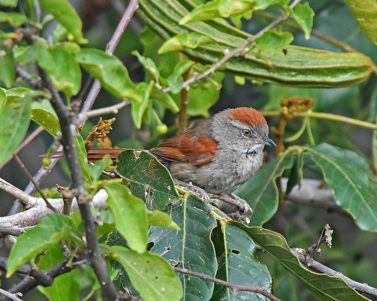 Sooty-fronted Spinetail - Tini & Jacob Wijpkema