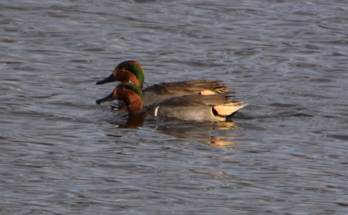 Green-winged Teal - Anne Mytych