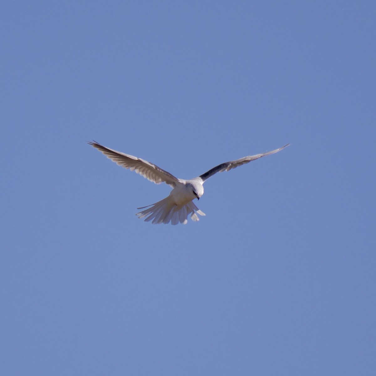 White-tailed Kite - Charlotte Allen