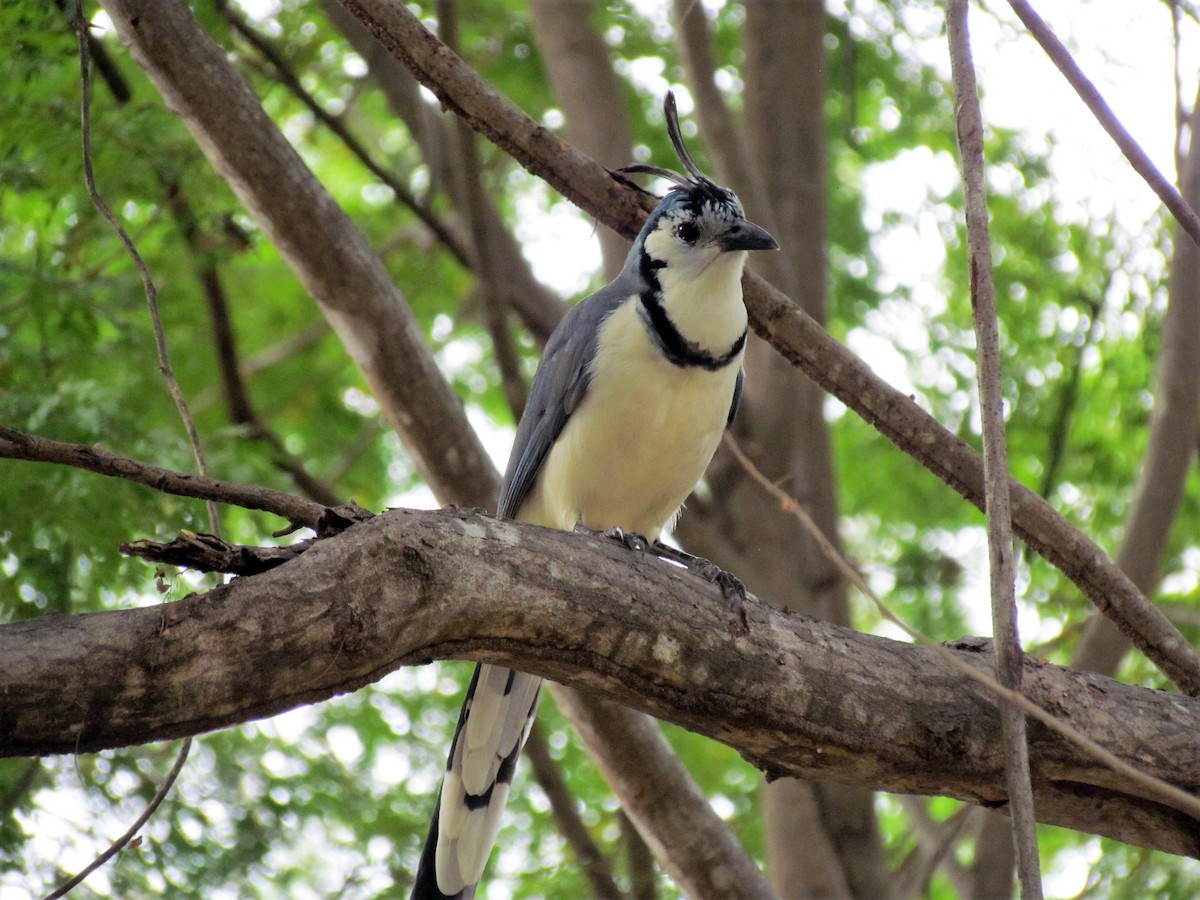 White-throated Magpie-Jay - ML141759371