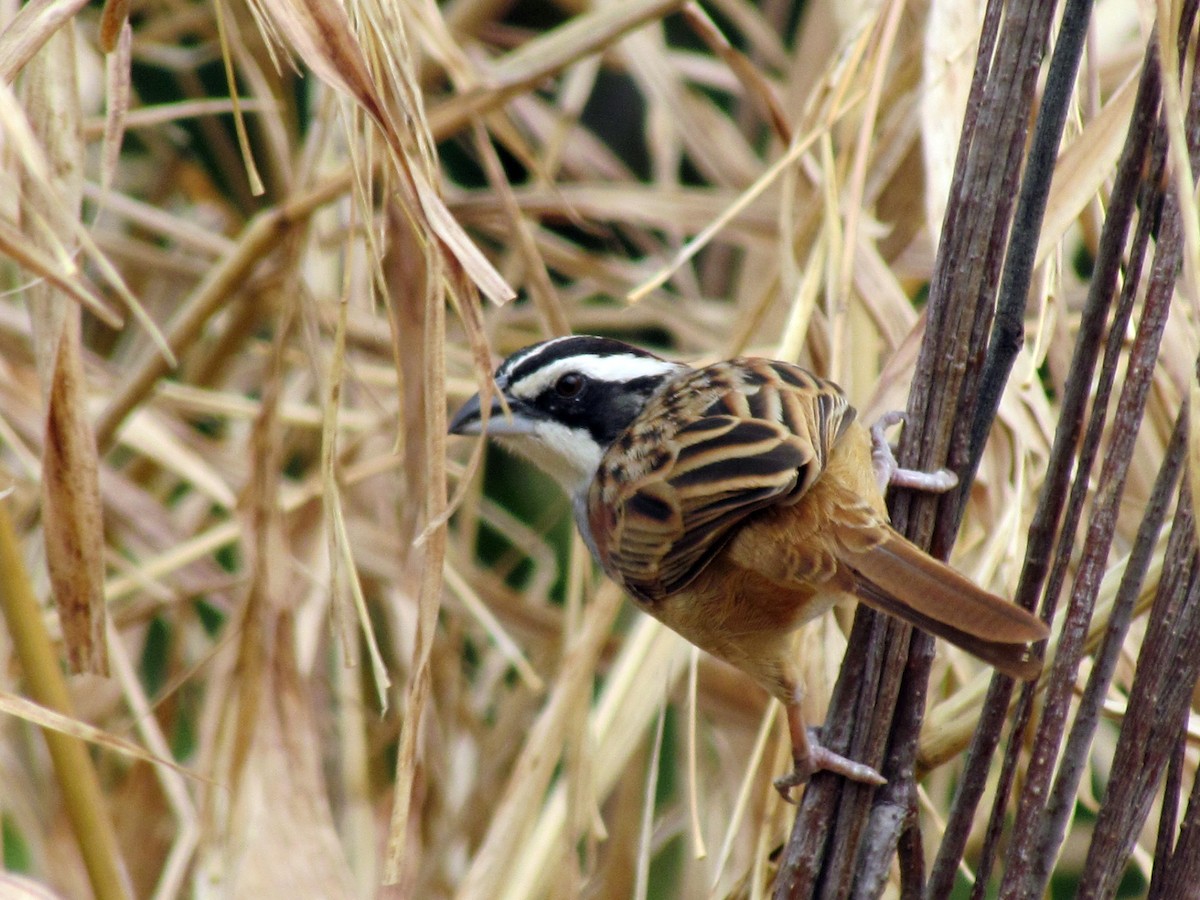 Stripe-headed Sparrow - Mike Cowlard