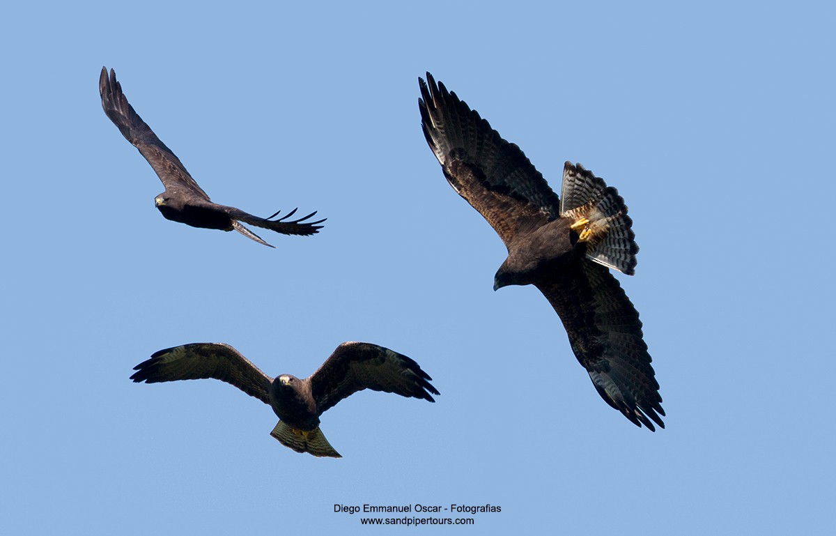 Swainson's Hawk - Diego Oscar / Sandpiper Birding & Tours
