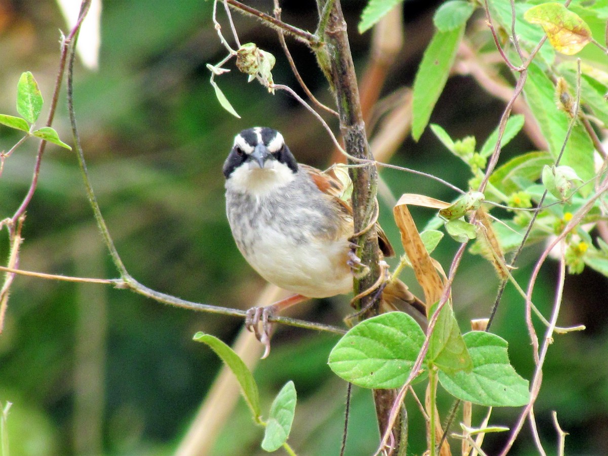 Stripe-headed Sparrow - ML141759991