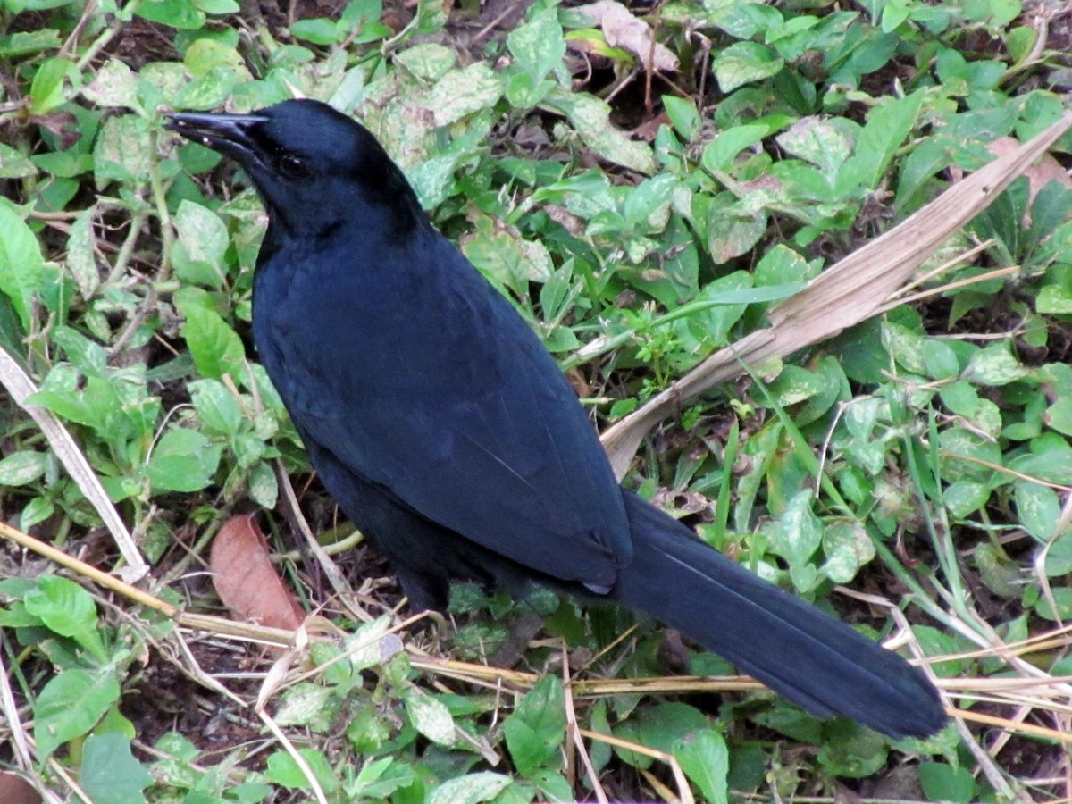 Melodious Blackbird - ML141760291