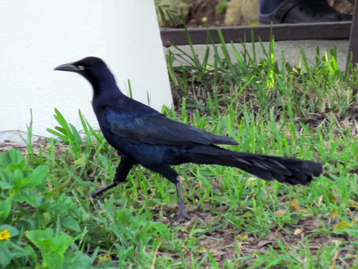 Great-tailed Grackle (Great-tailed) - ML141760361