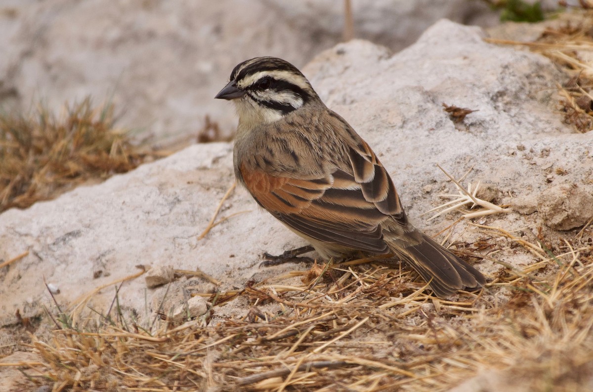 Cape Bunting - Will Knowlton