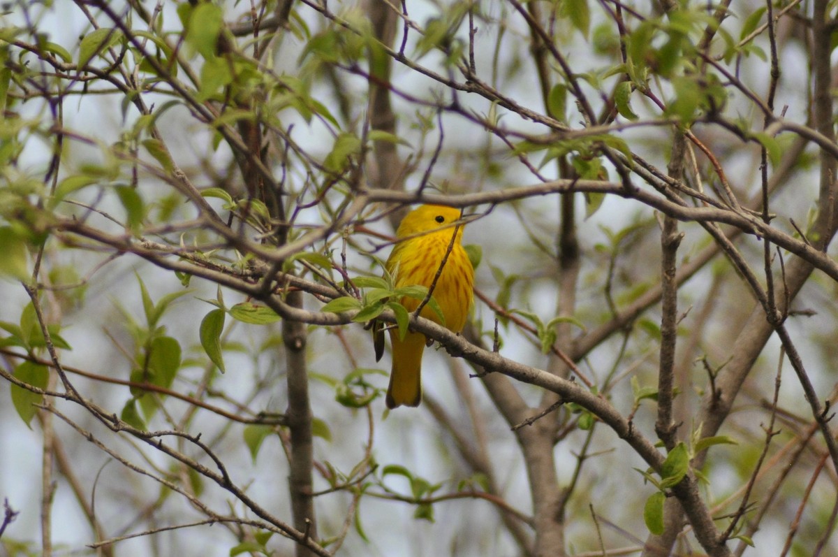 Yellow Warbler - Tommie Rogers
