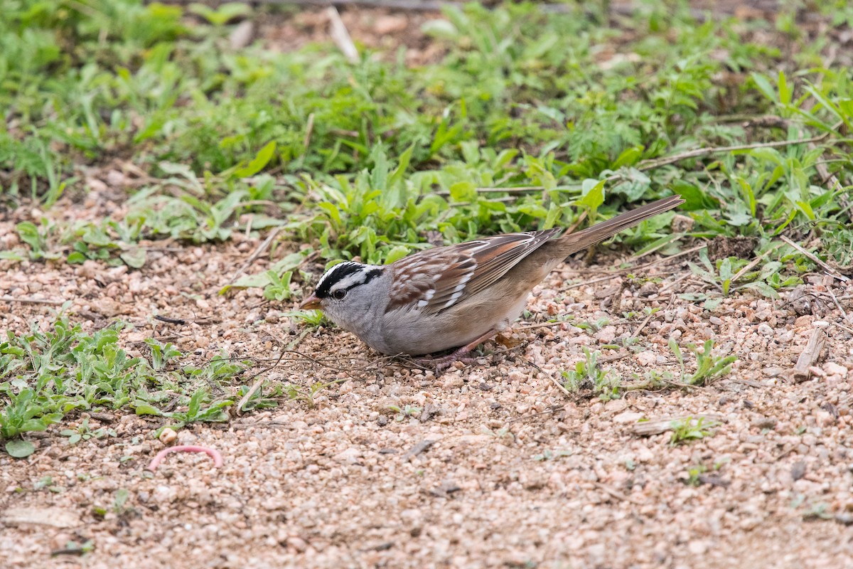 White-crowned Sparrow - ML141761371