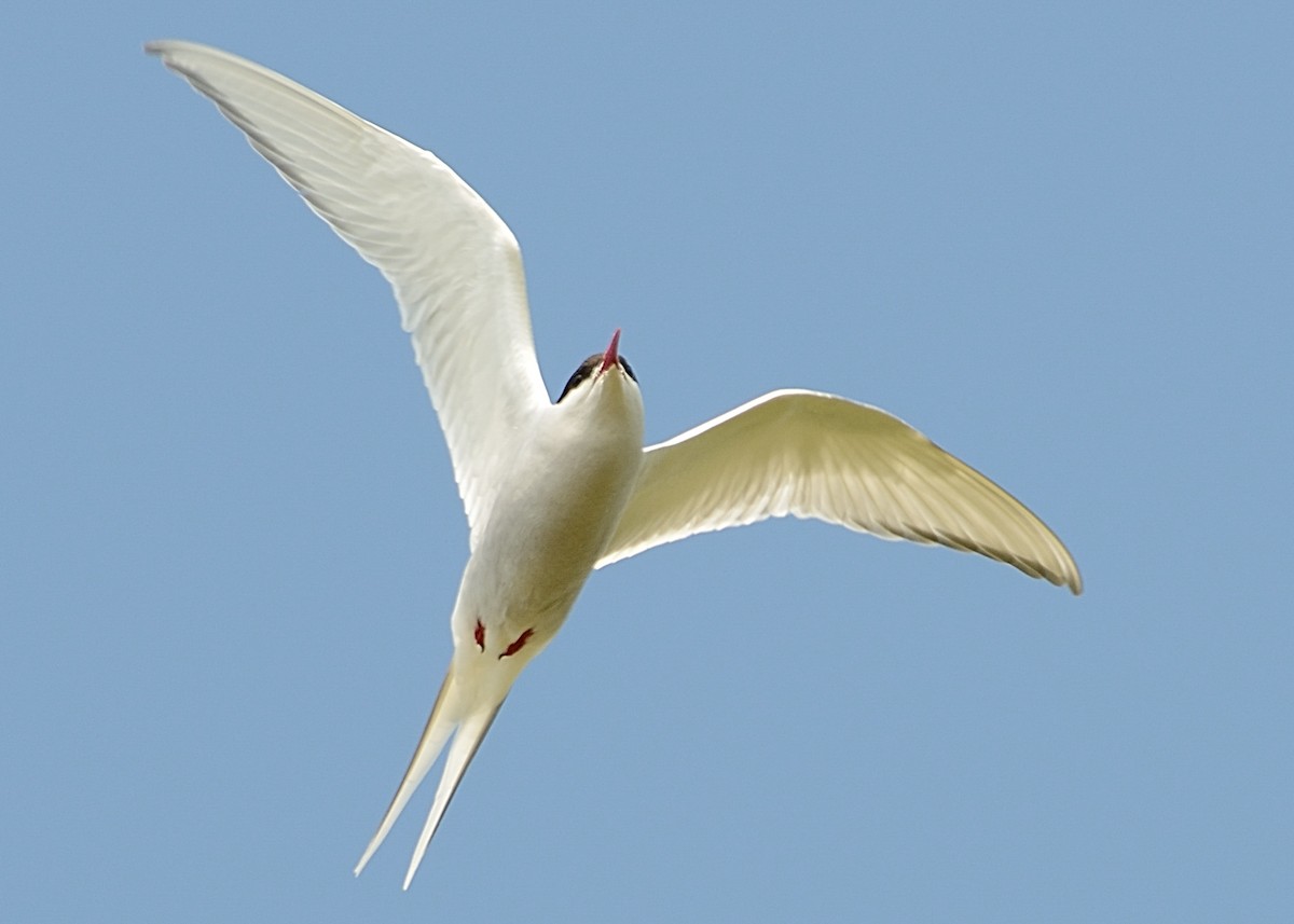 Arctic Tern - Hans Norelius