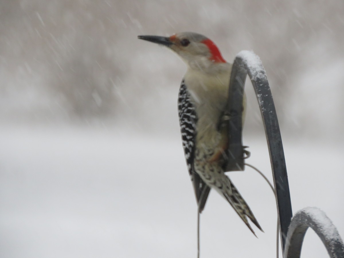Red-bellied Woodpecker - Patricia and Richard Williams