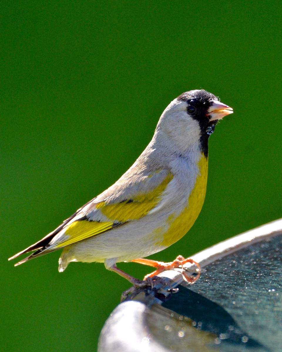 Lawrence's Goldfinch - ML141762191