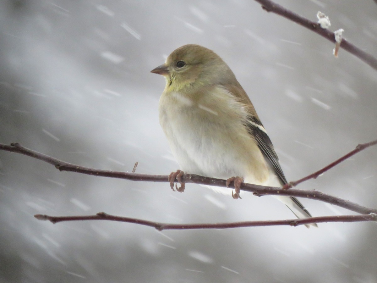 American Goldfinch - Patricia and Richard Williams