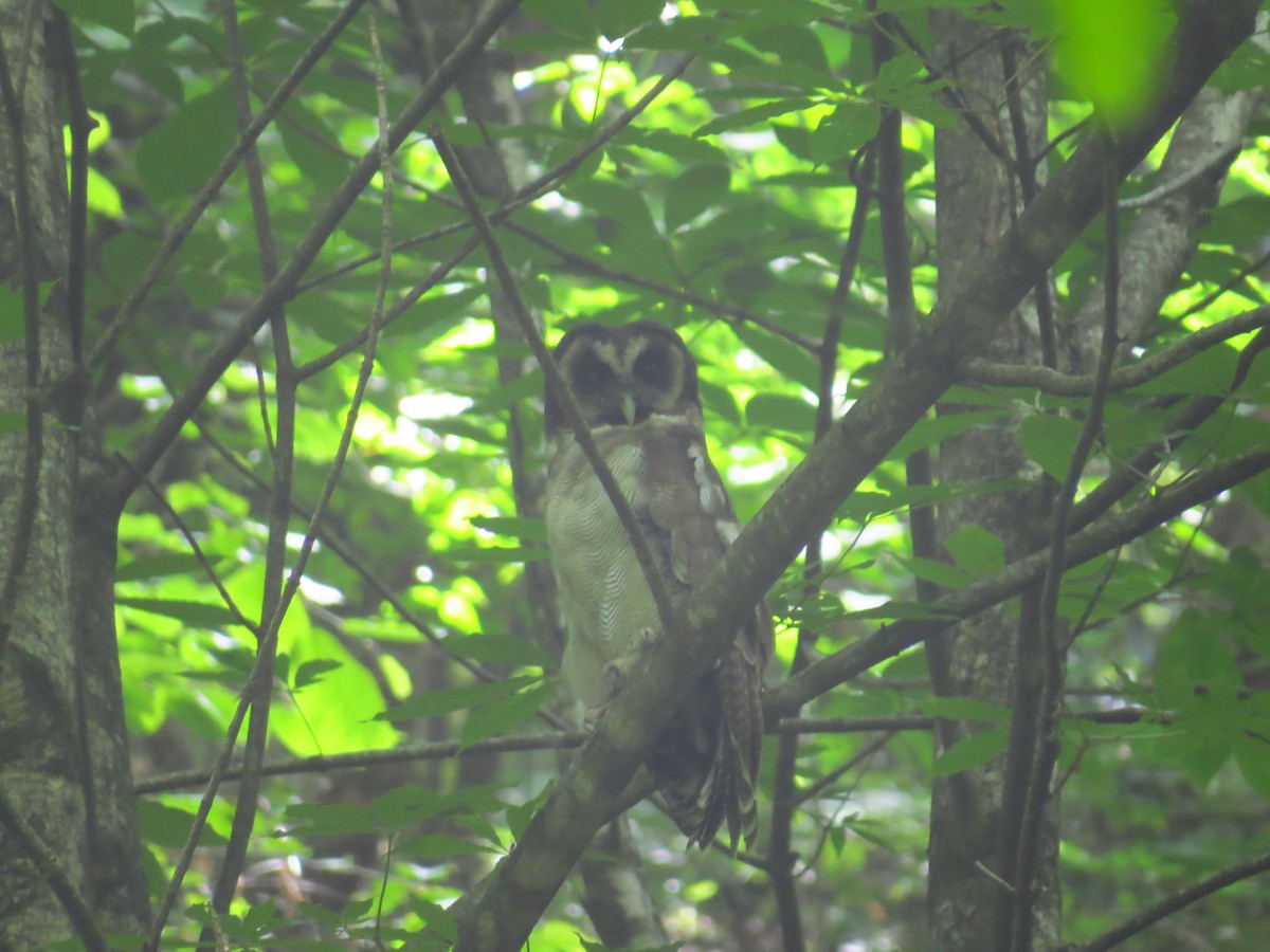 Brown Wood-Owl - Lakshminarasimha  Ranganathan
